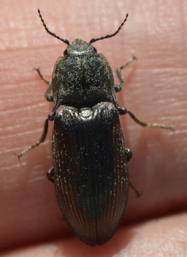 Selatosomus latus